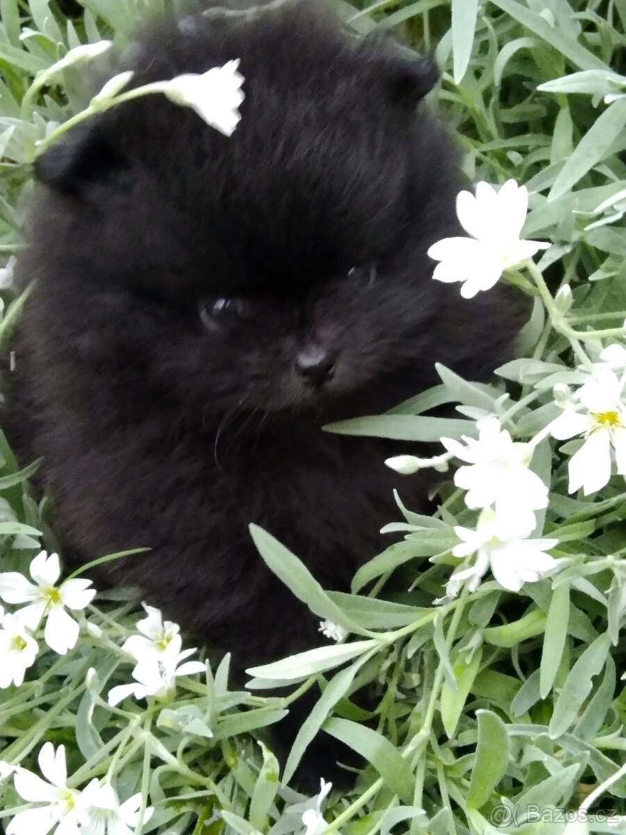 Pomeranian