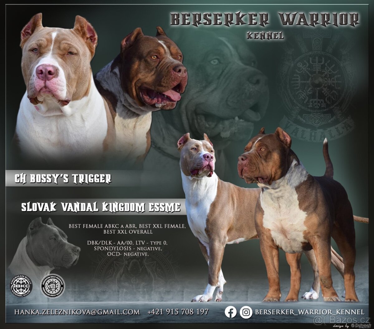 American bully XL/XXL s PP/podobné ako stafford/pitbull