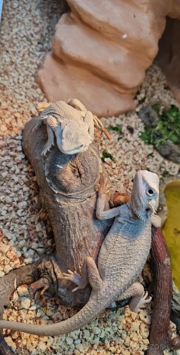 Terárium se dvěma samicema Agamy Vousaté