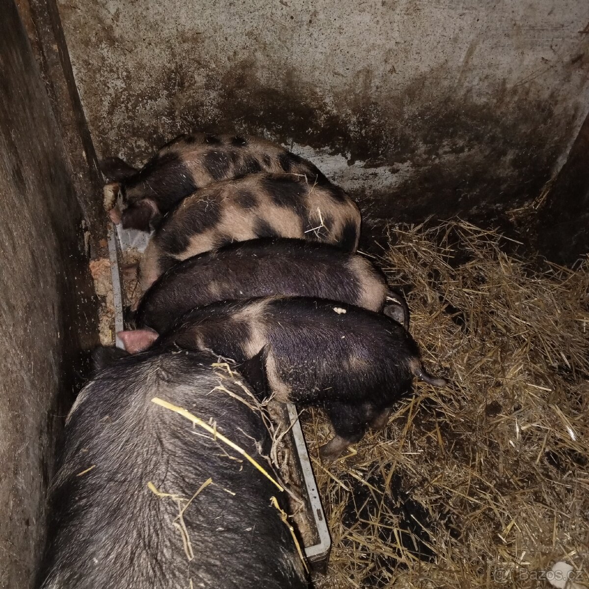 Prodej na chov nebo na maso