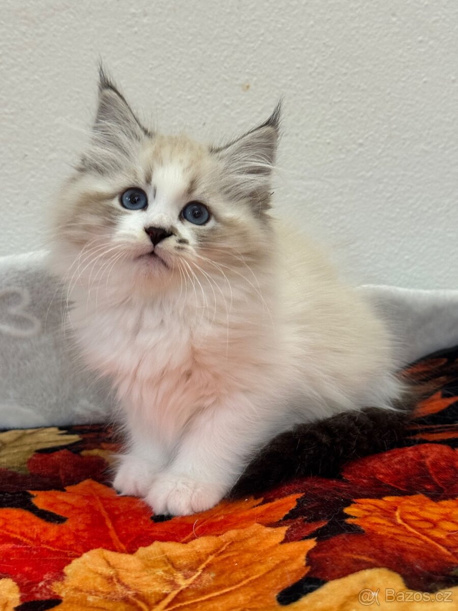 Něvská maškaráda s PP