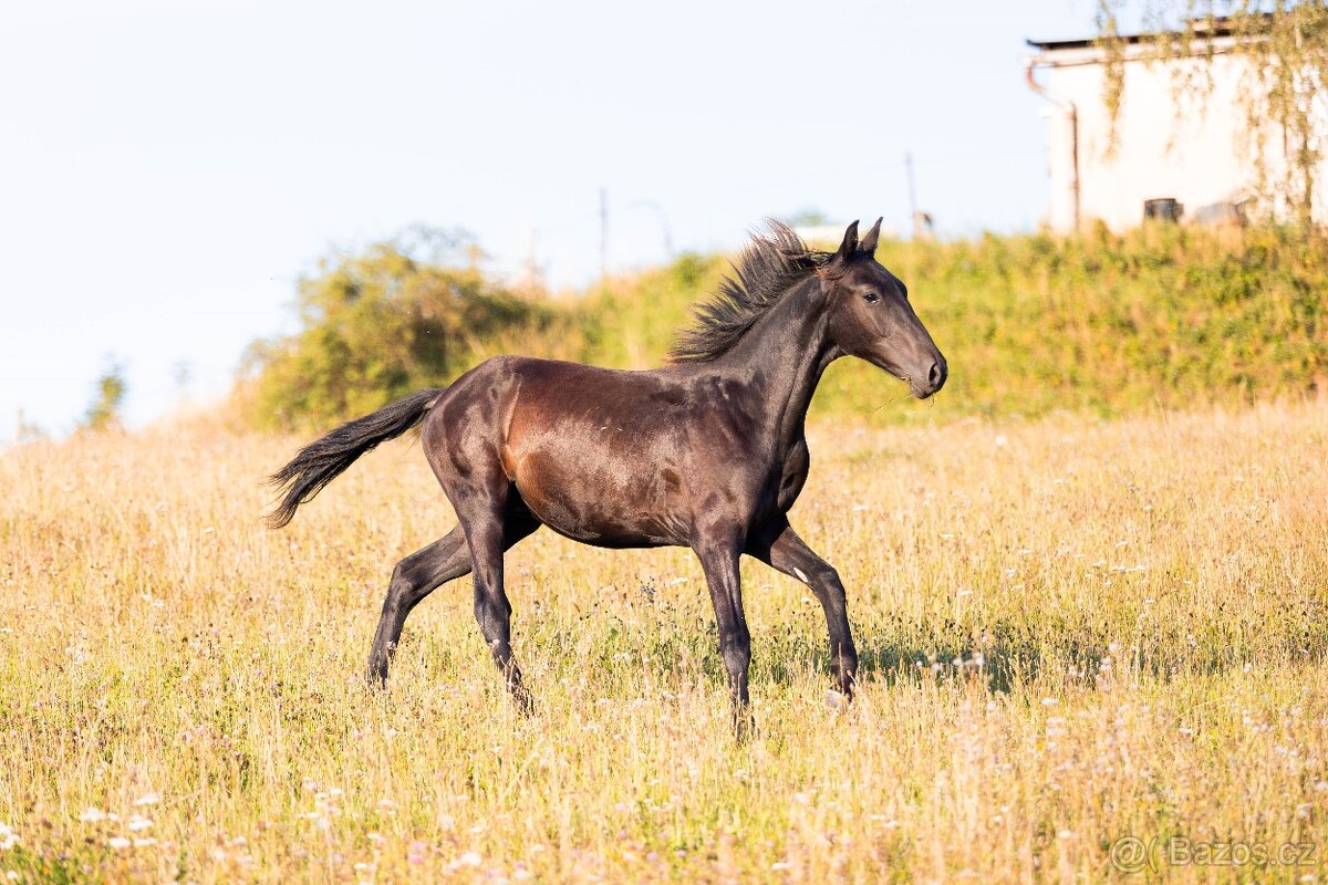 Karačajevský kůň | roční valach