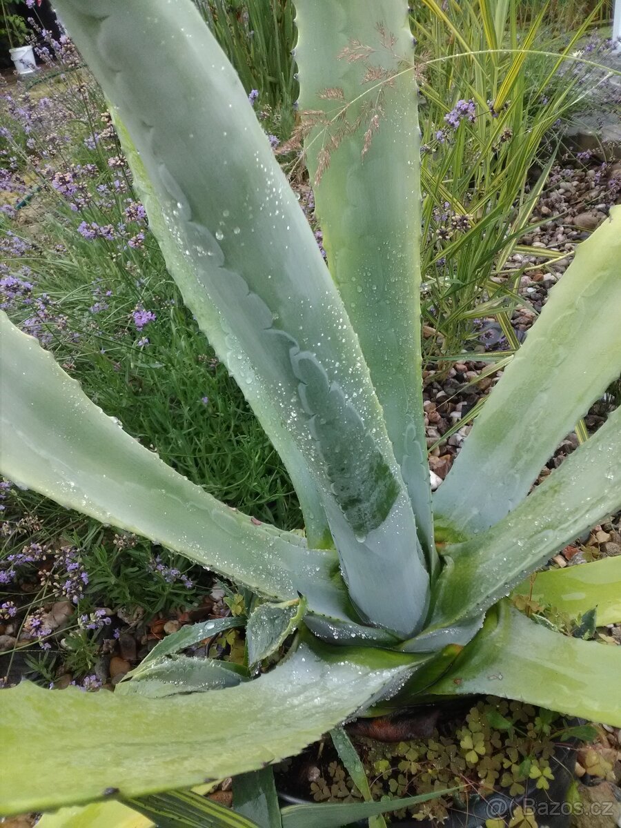 Prodám AGAVE