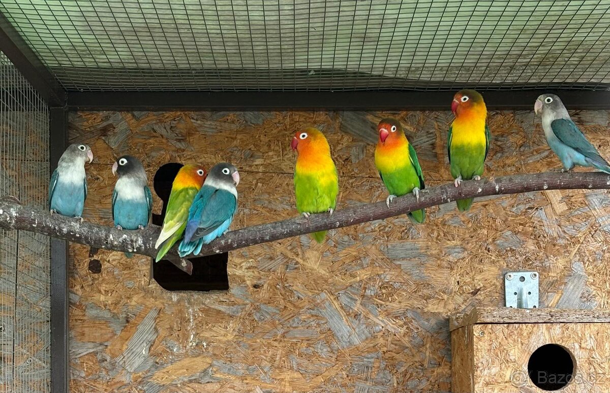 Agapornis Fischerův
