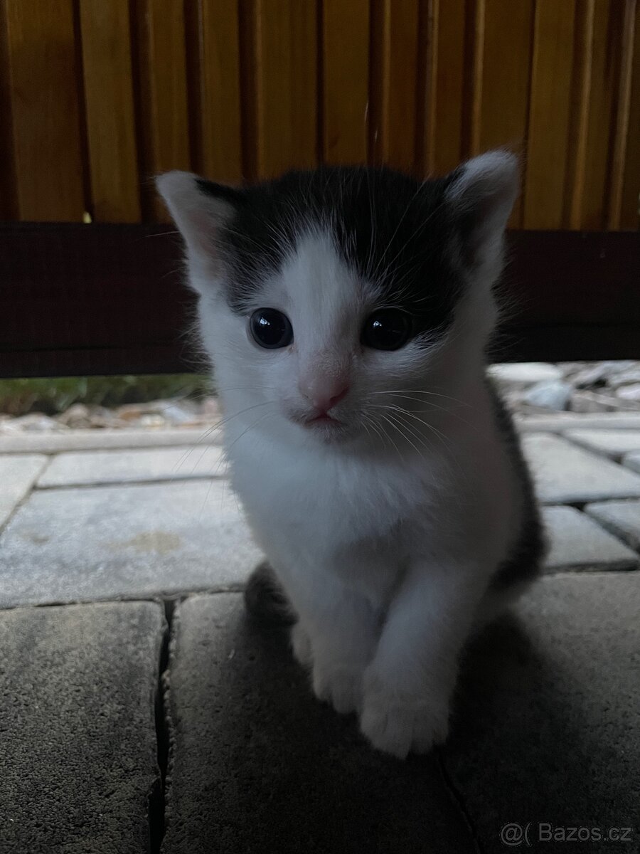 KOŤATA