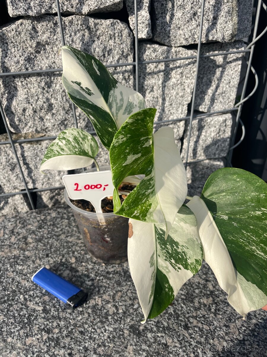 Monstera albo