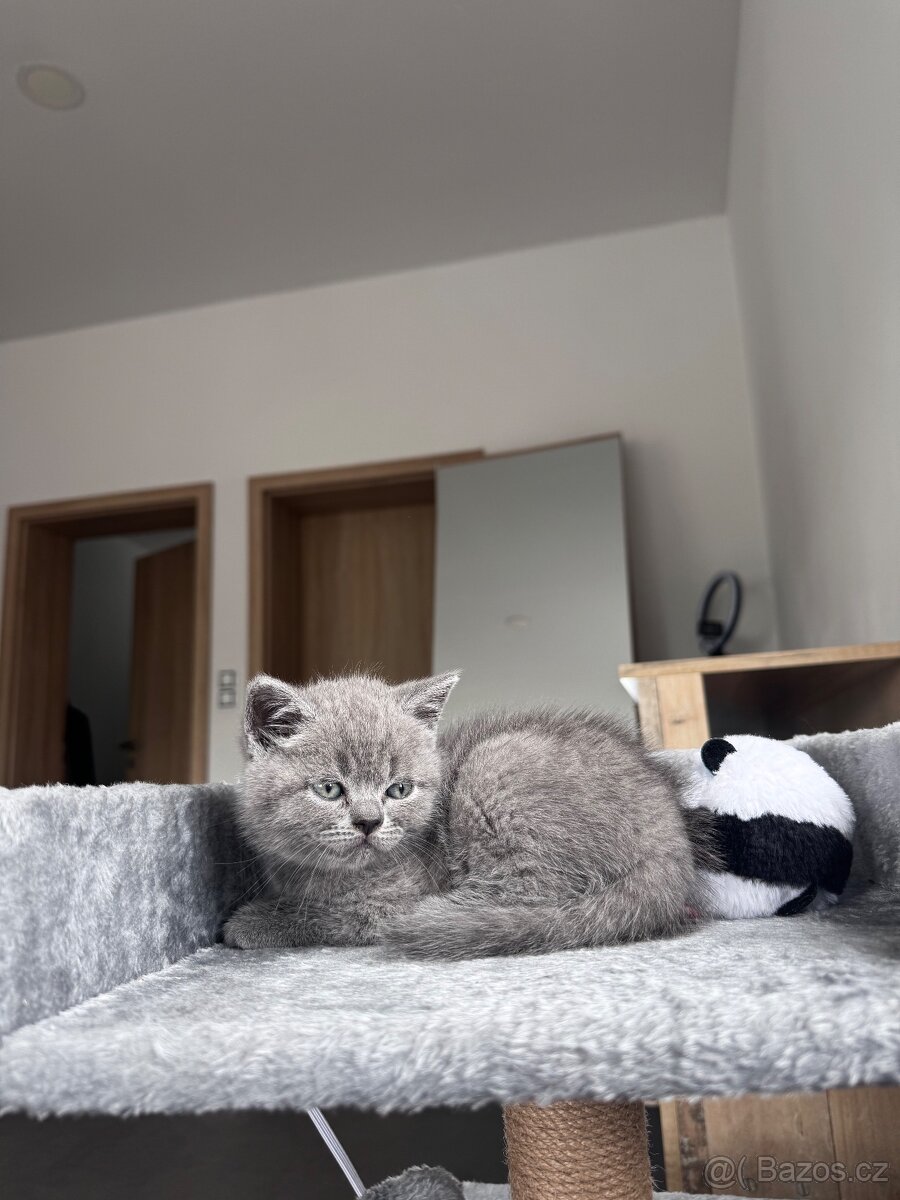 Skotska koťátko