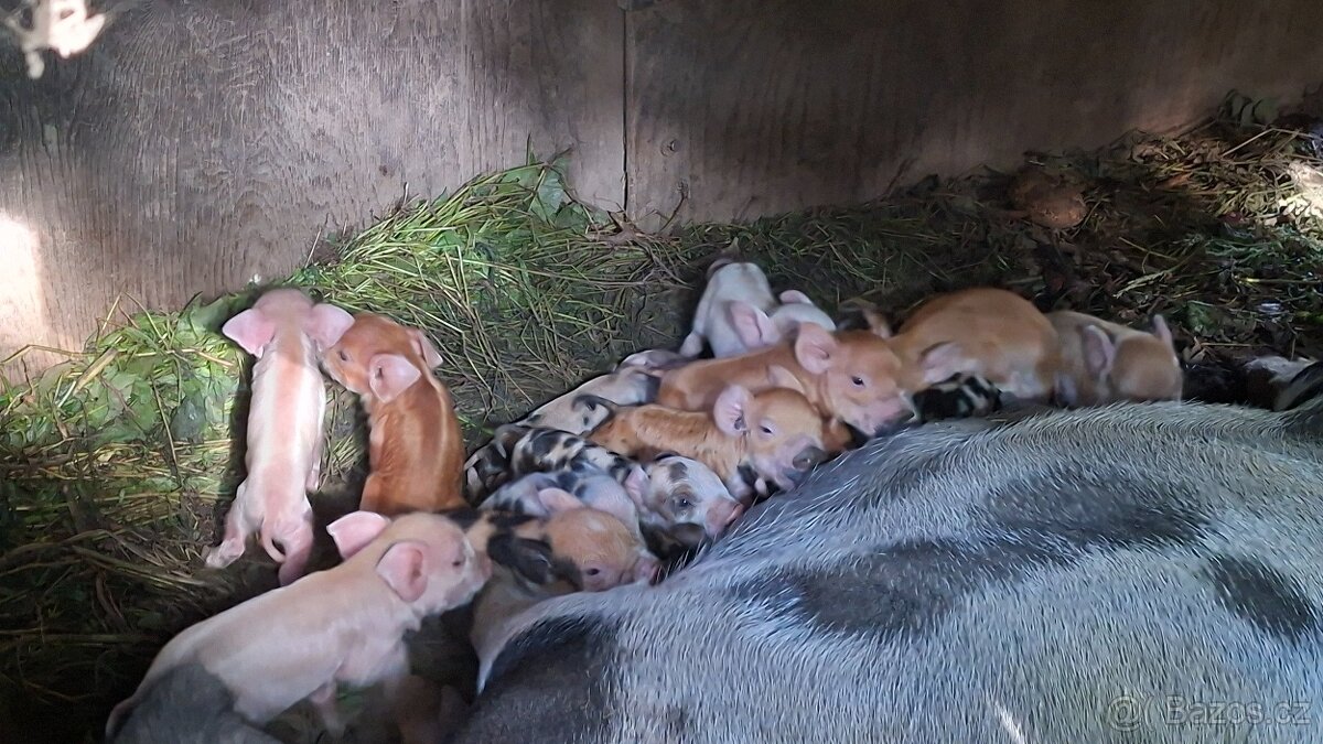 kune kune