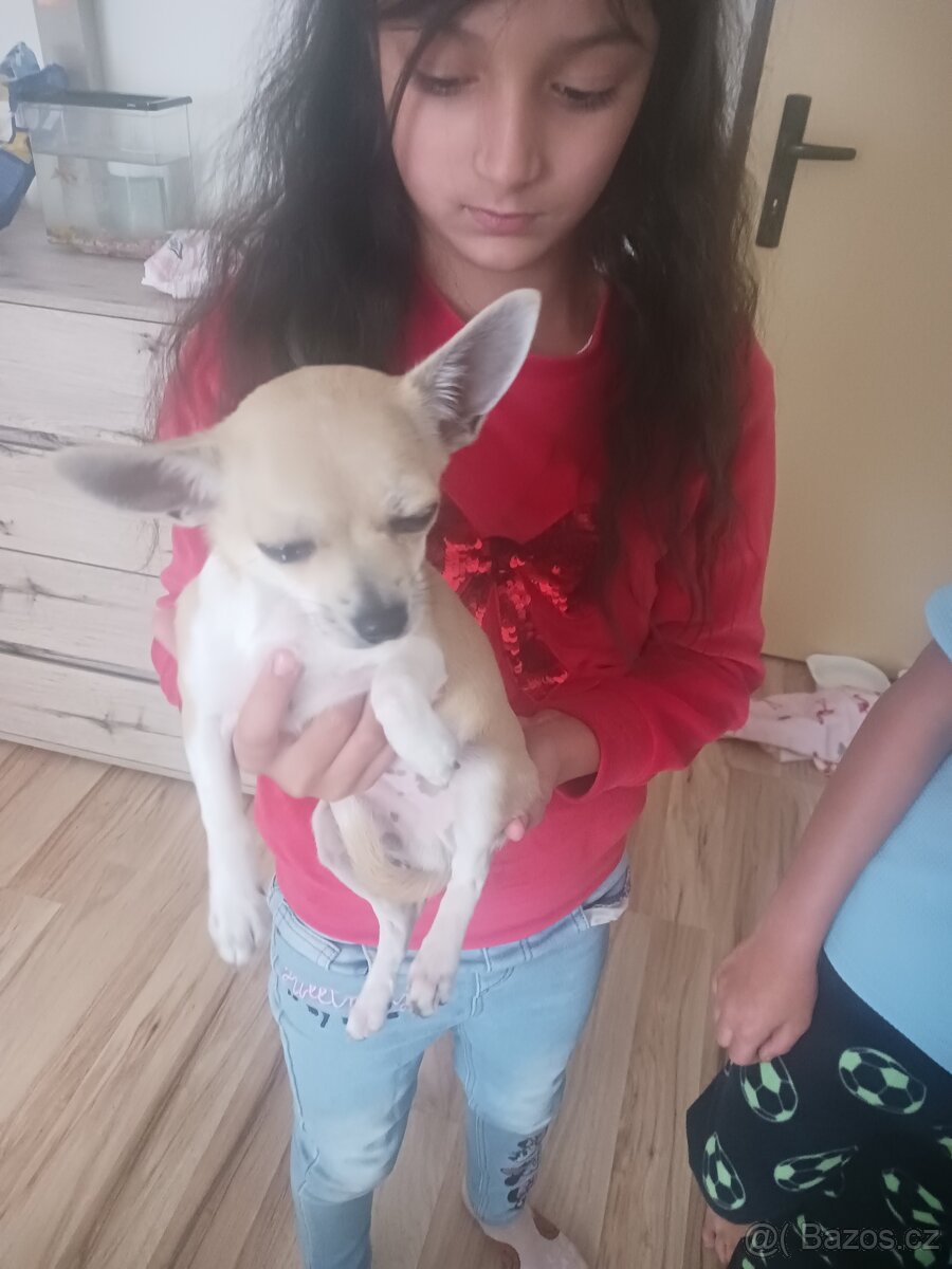 Mini civava