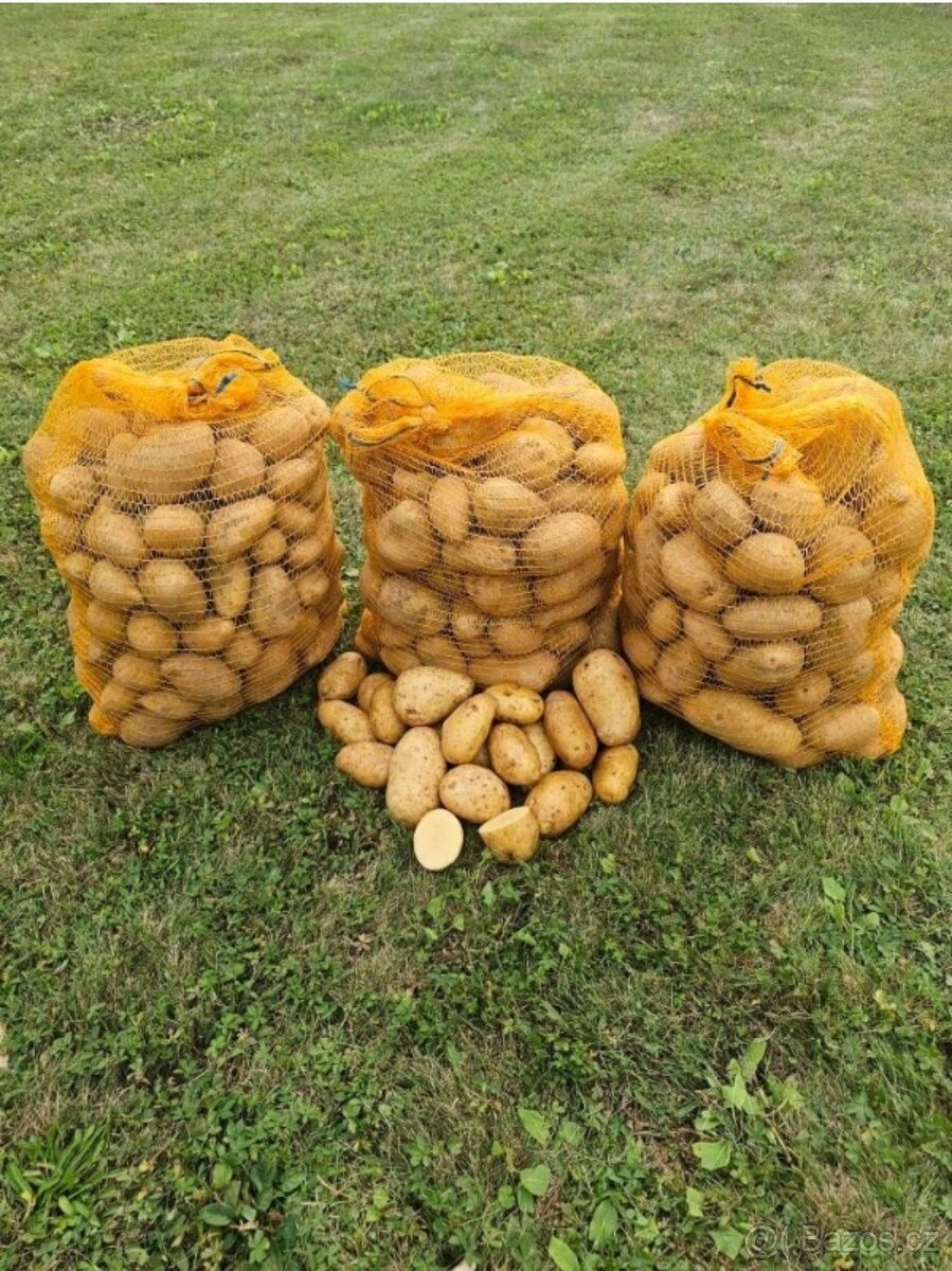 🌿 Konzumní brambory 🥔