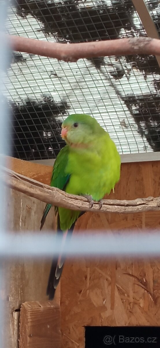 Papoušek nádherný, sameček