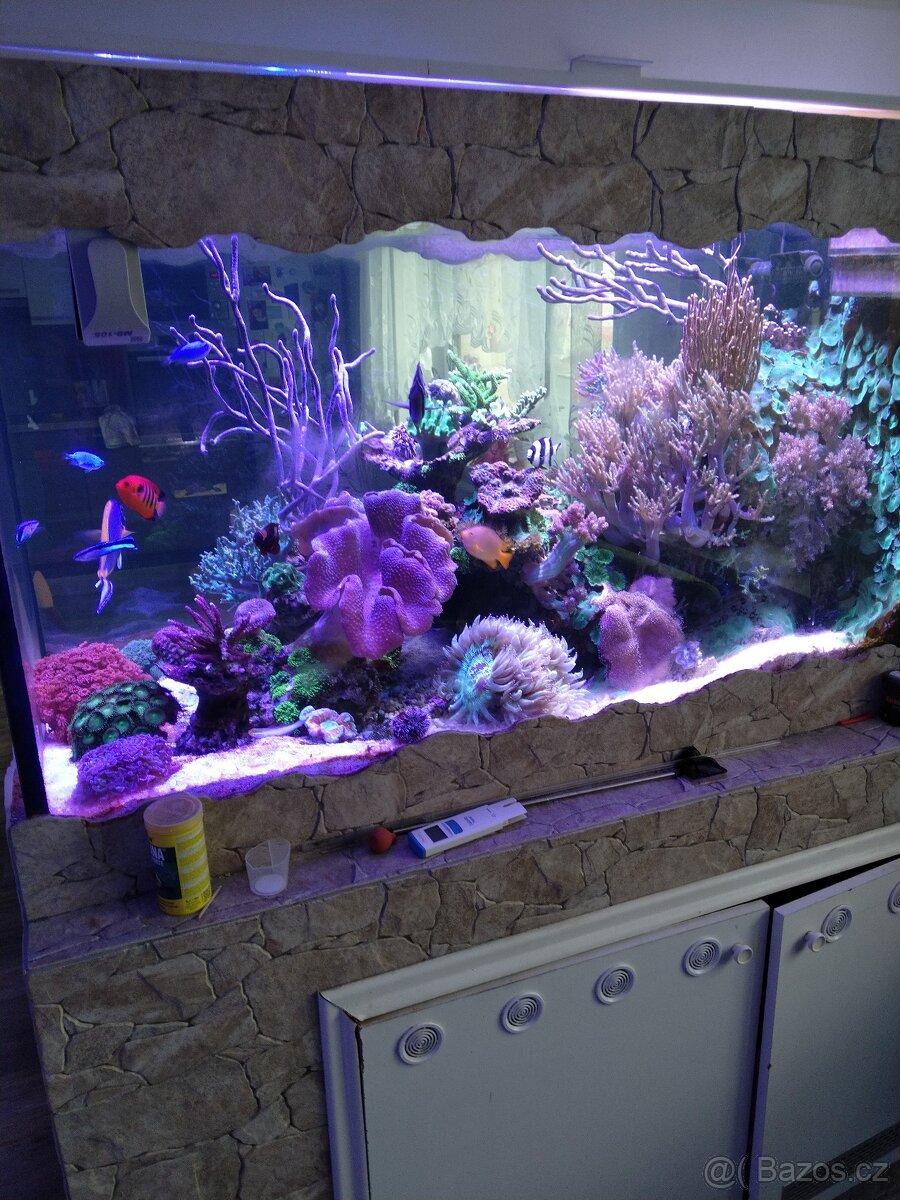 Mořské akvarium