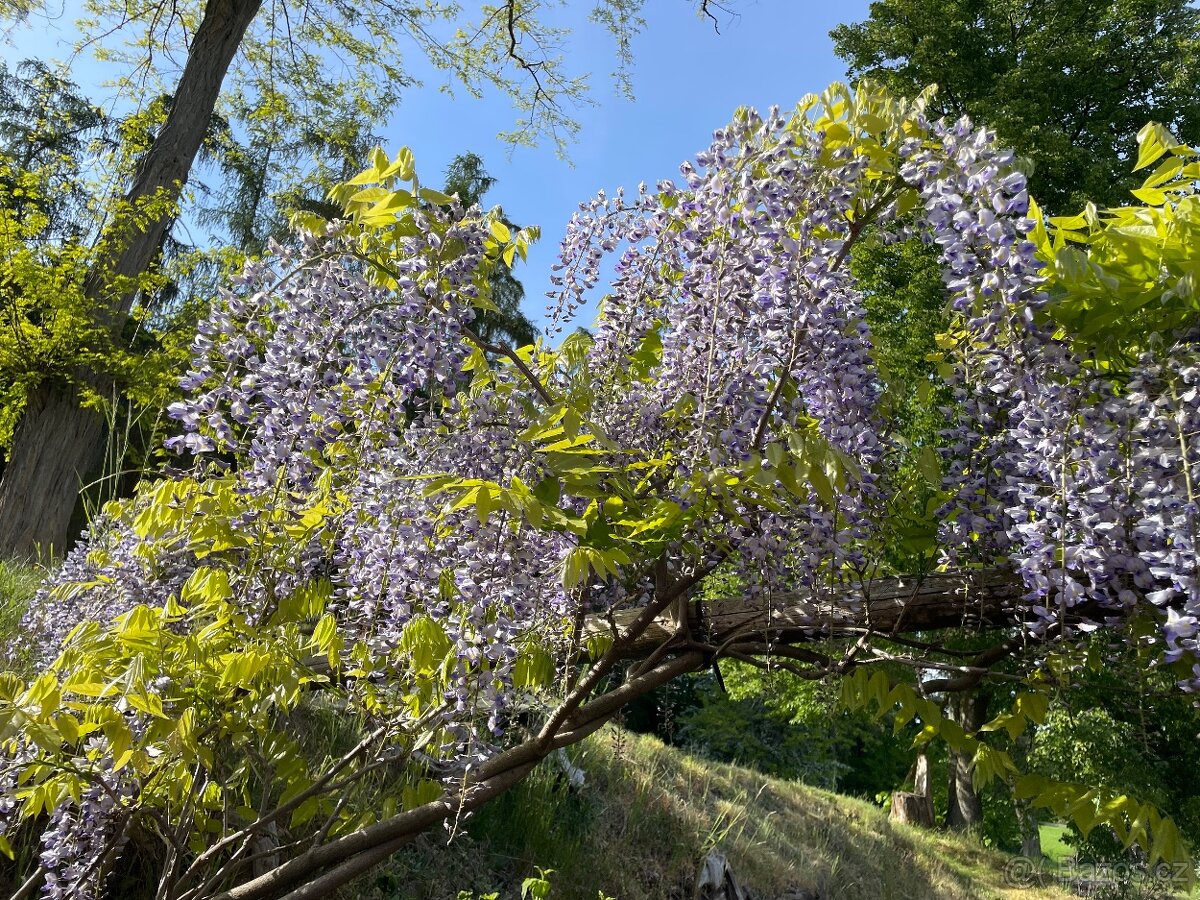 Vistárie čínská - Wisteria sinensis - semena vistárie - 2 ks