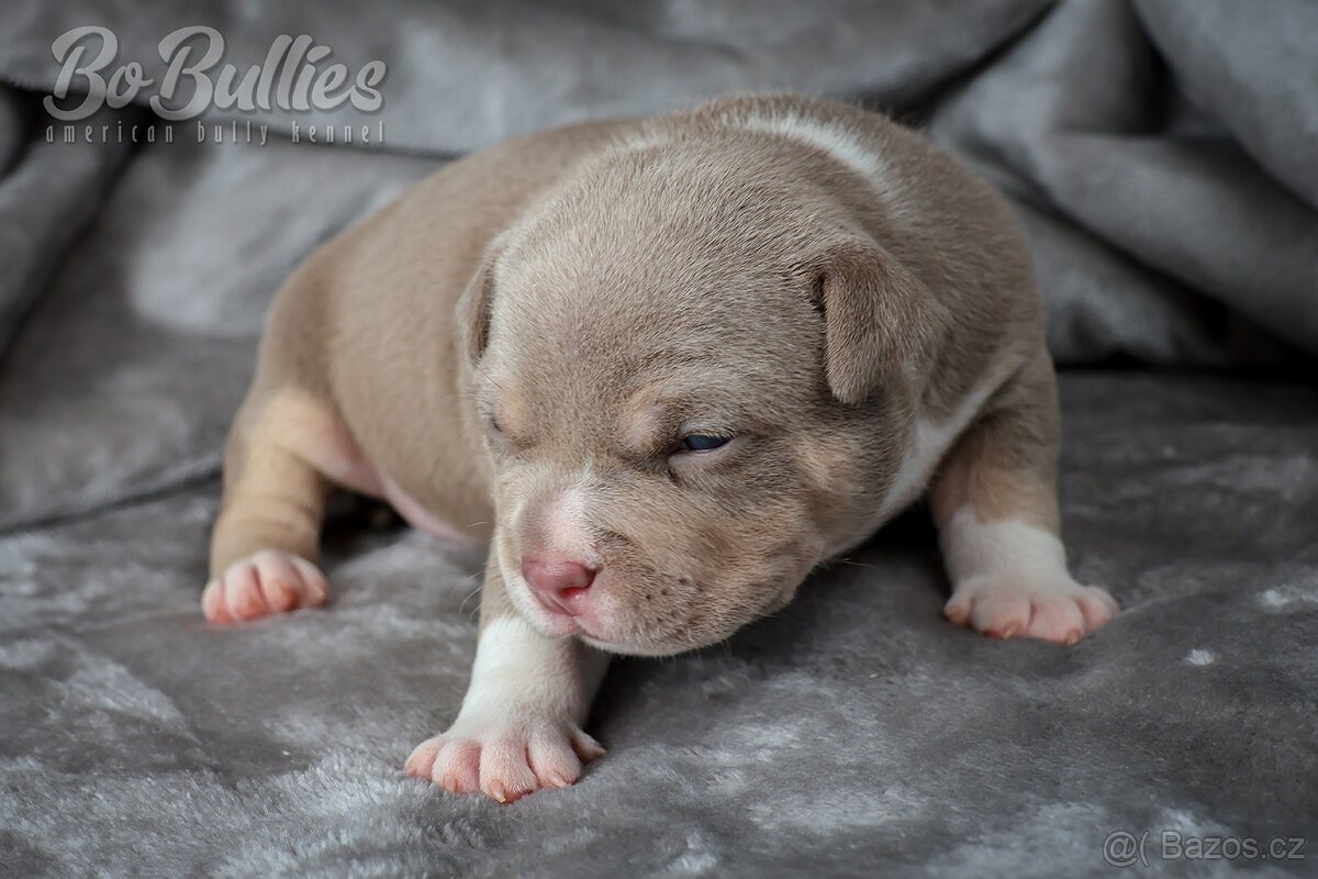 American bully pocket ABKC