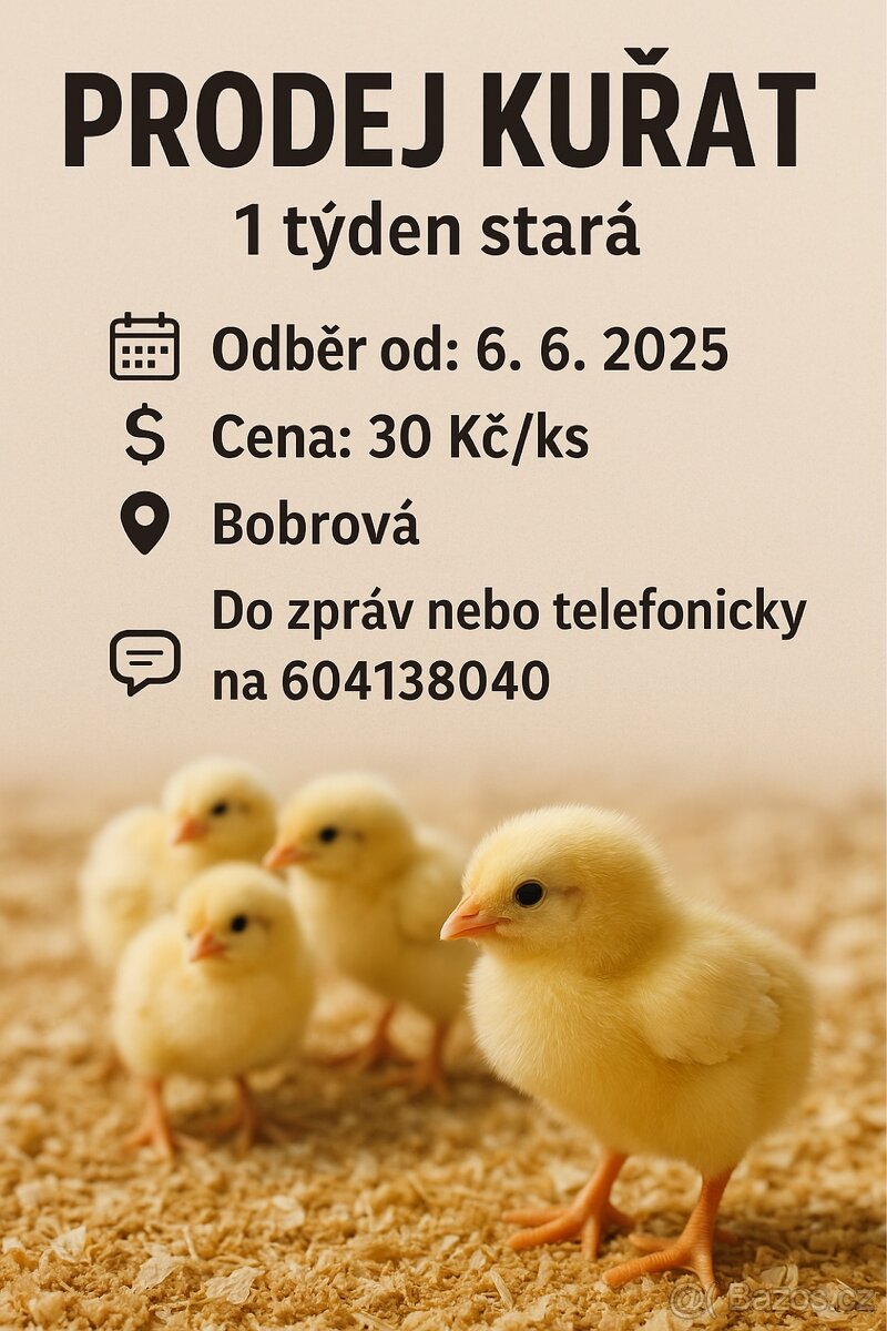 Kuřata Ross 308