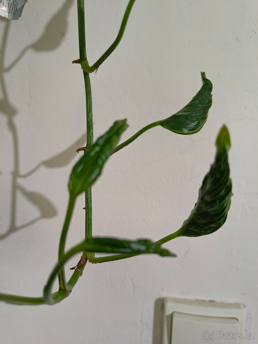 Epipremnum Shangri la- Godzilla