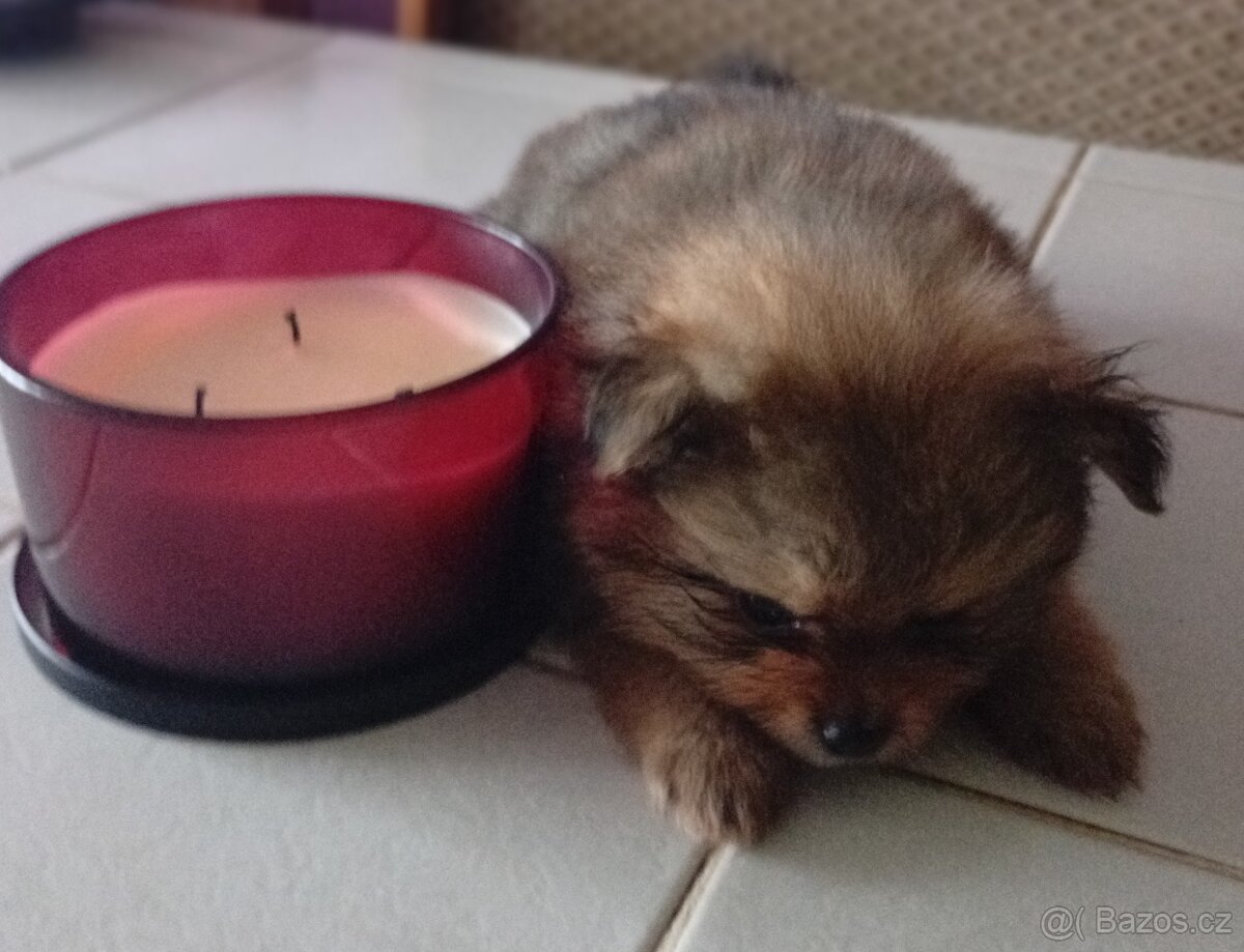 Štěňátko pomeraniana mini