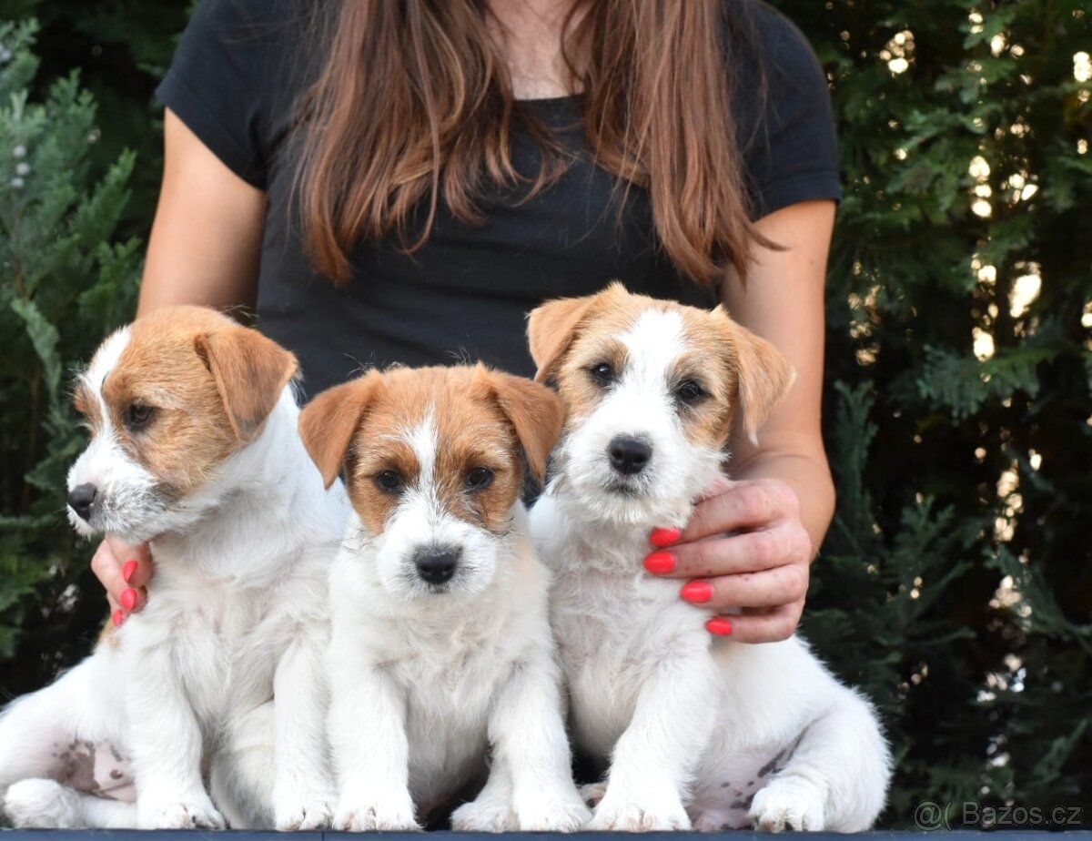 Jack Russell teriér - fenky