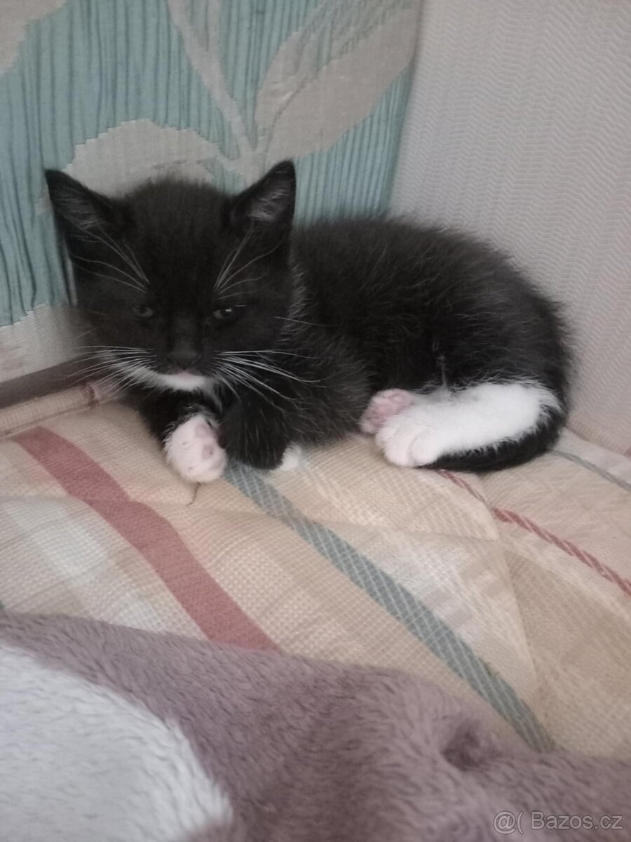 Daruji 3 kotátka do dobrých rukou