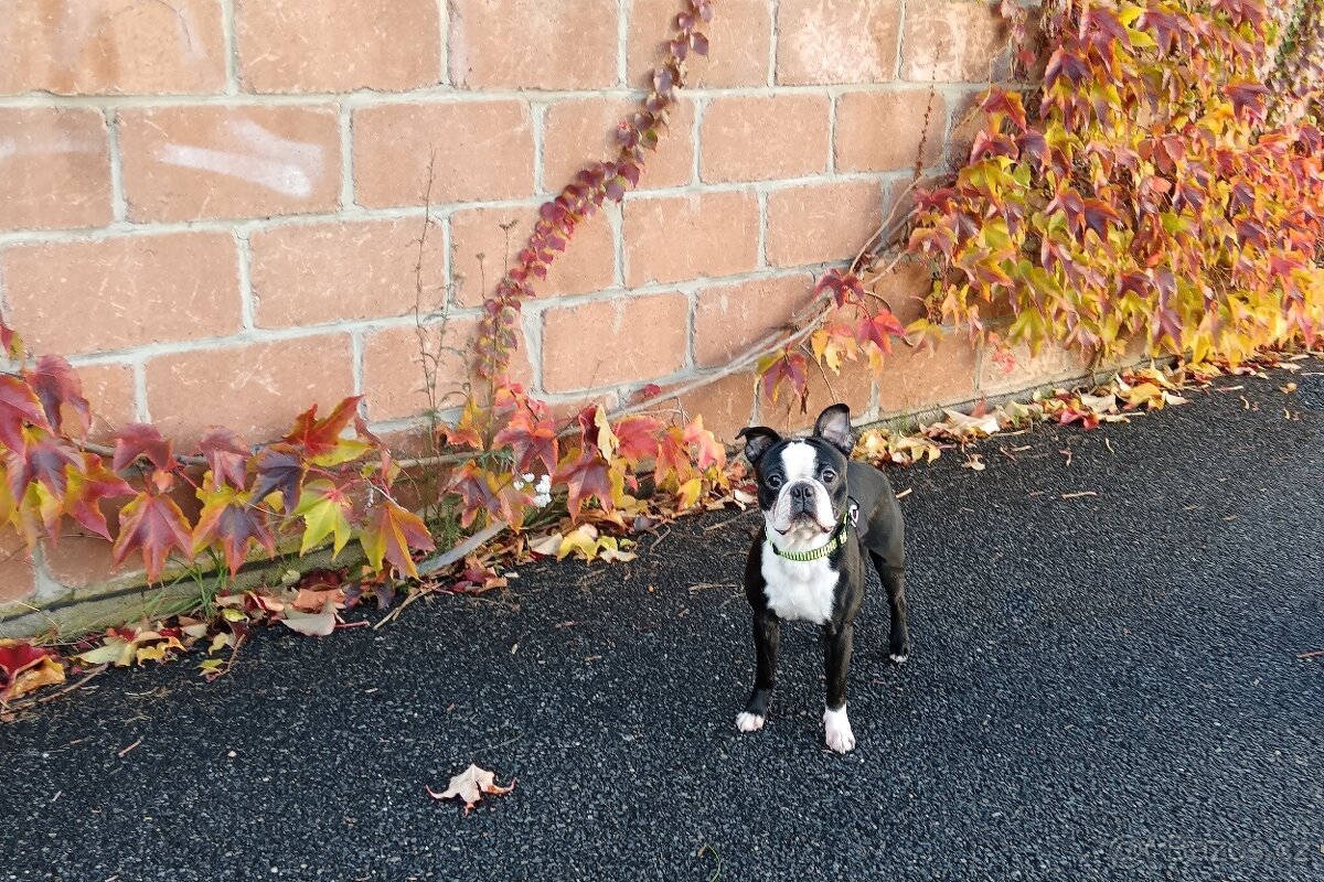 Bostonský teriér s PP