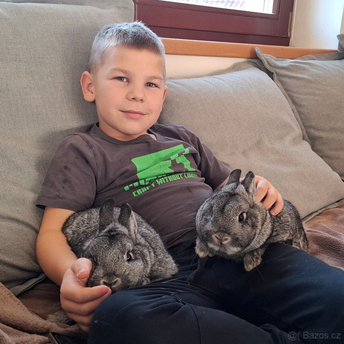 Zakrslý činčilový k chovu či na mazlíka