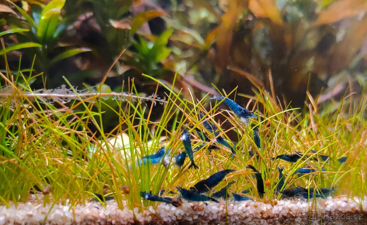 Krevetky Neocaridina Davidi var. Blue Dream