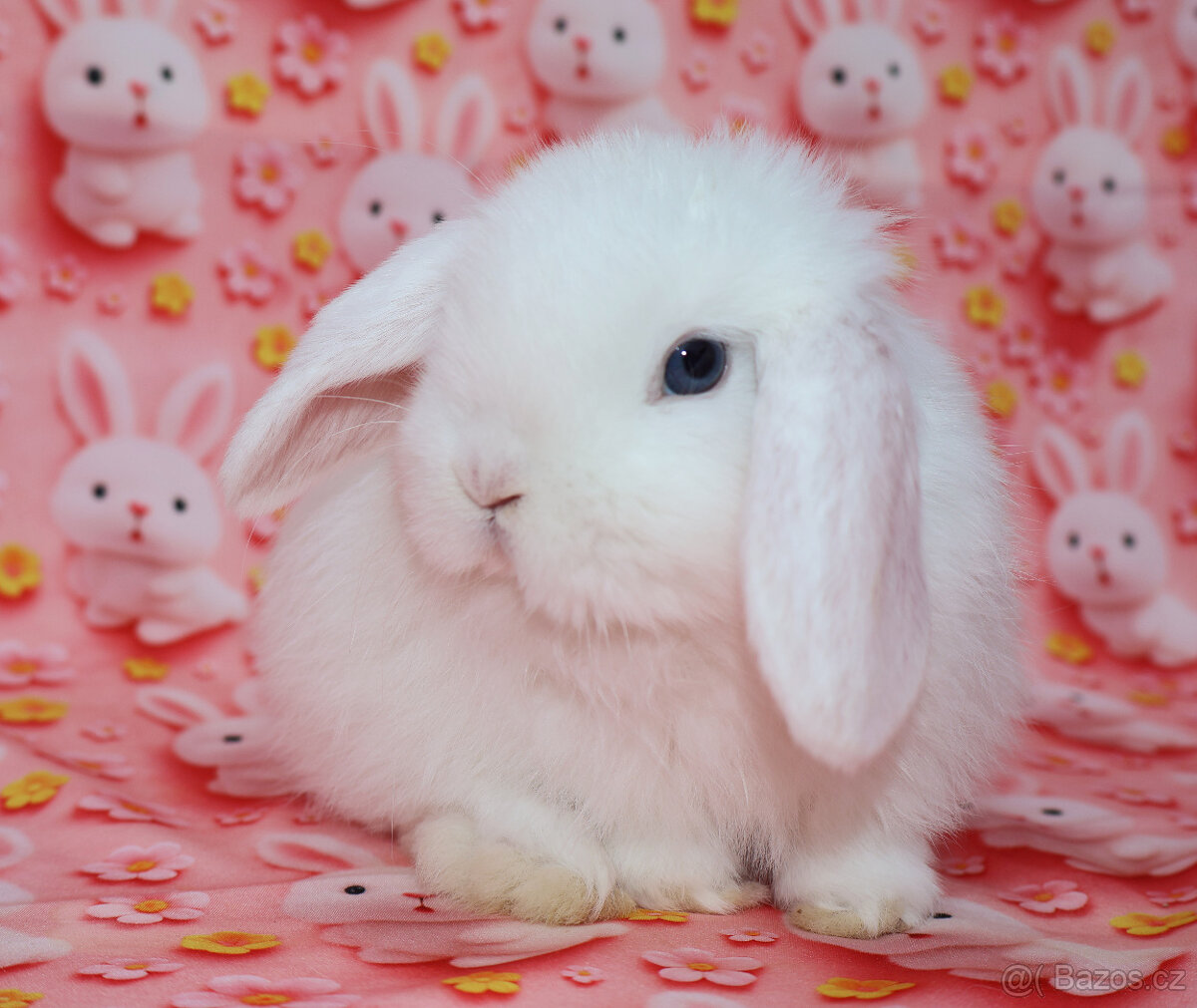 Zakrslý beránek sameček modrooký nyní k odběru.