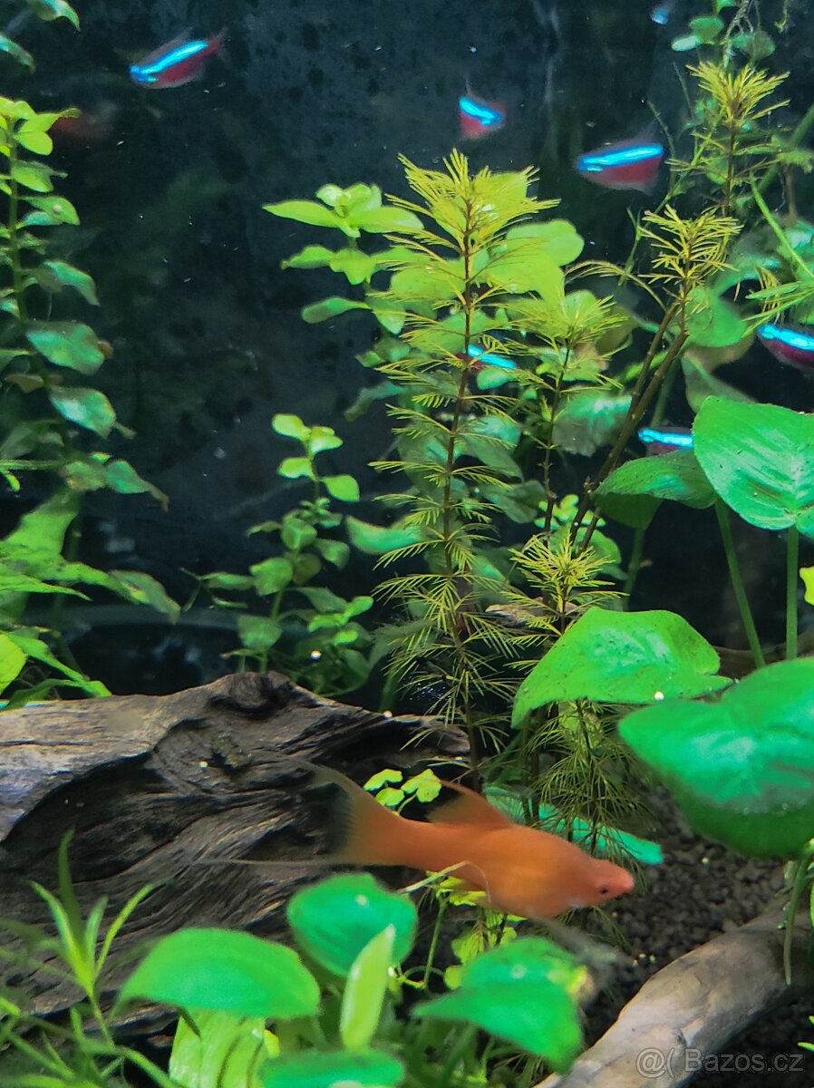 Akvarijní ryby, šneci, sladkovodní krrvety a rostliny