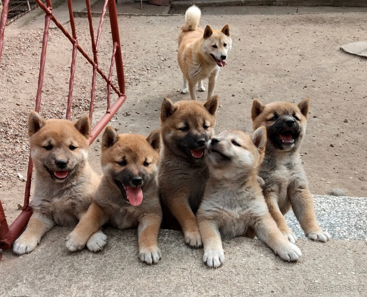 Shiba inu