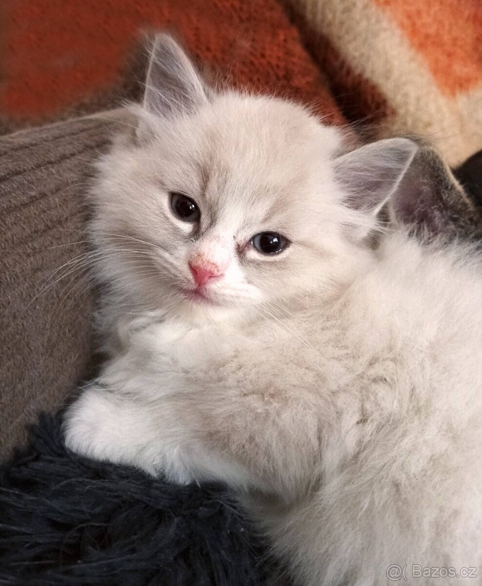koťátka Ragdoll 50 %
