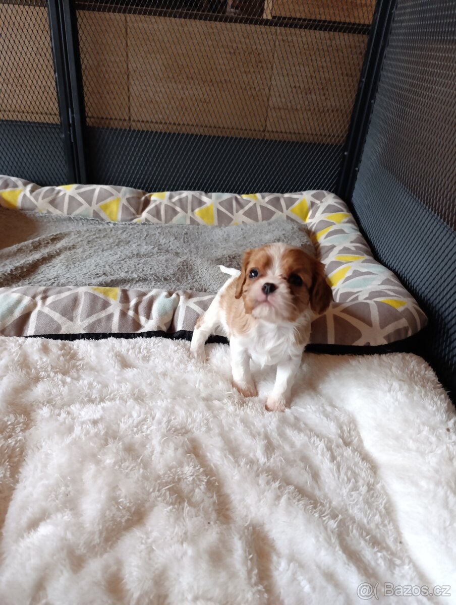 Kavalír king charles španěl