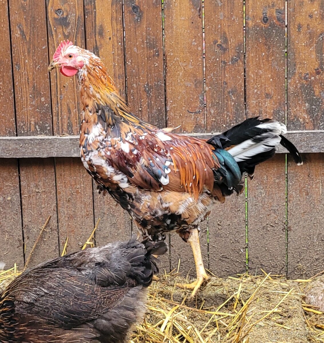 Kohoutek mlady
