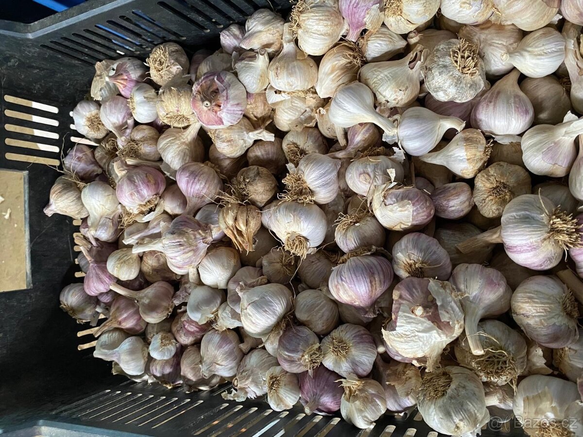 Česnek drobný a popraskaný