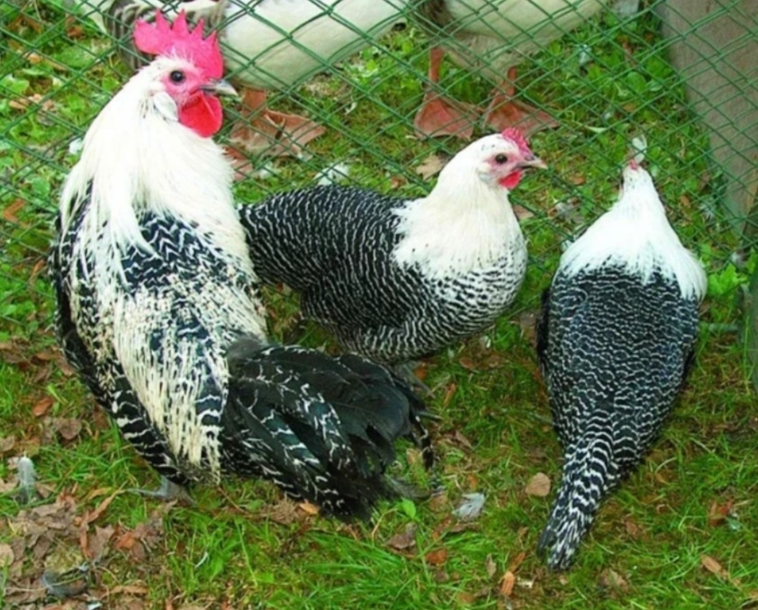 Kohout Brakelky stříbrnokrké