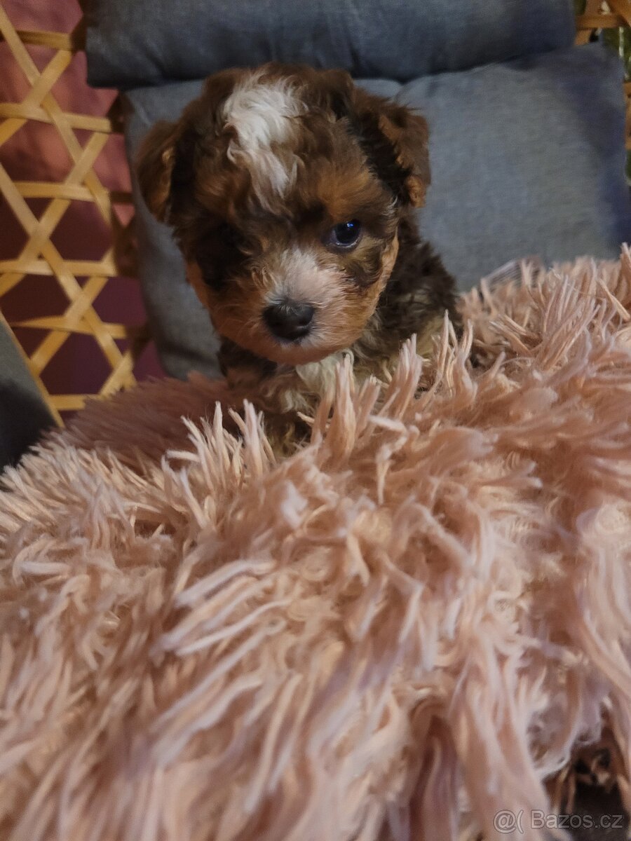 Jorkšírský teriér