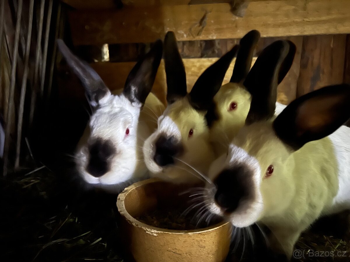 Krásné samice Kalifornské