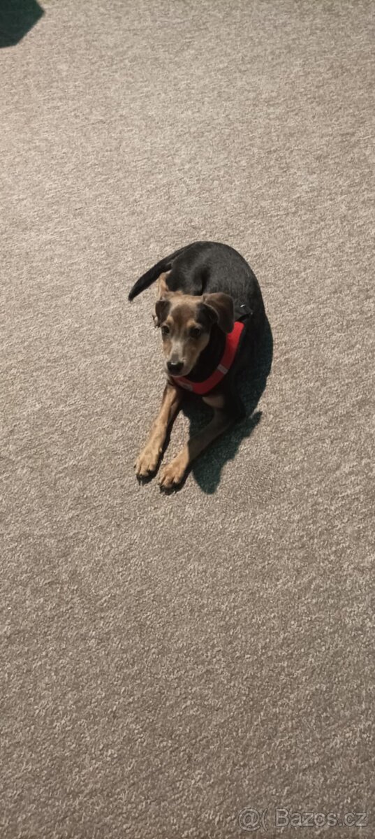 Roční fenka křížence středního vzrůstu.