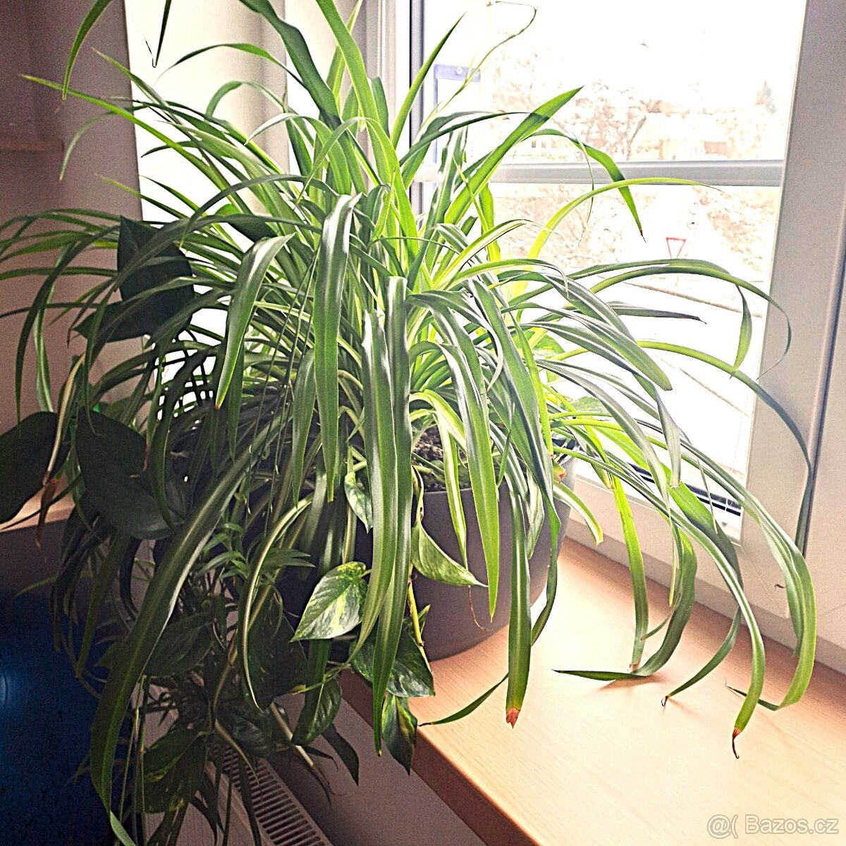 Zelenec + potos – velká pokojová rostlina