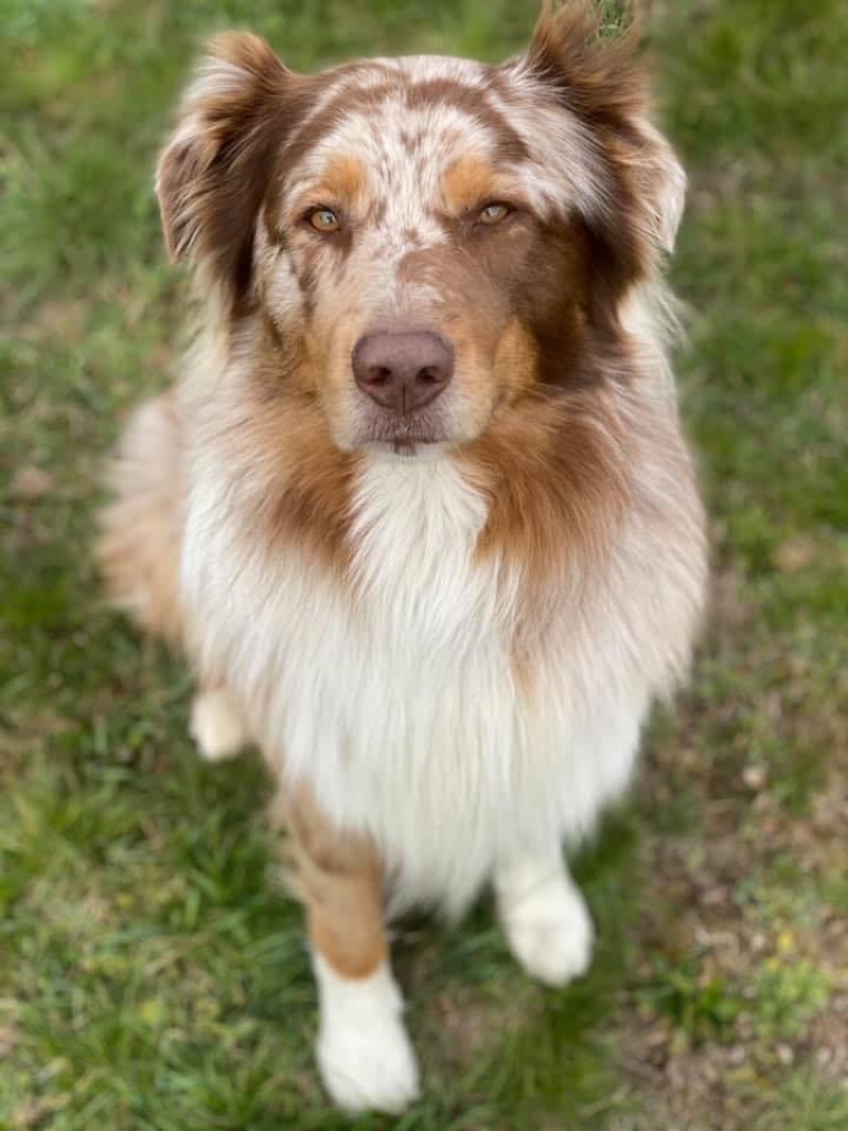 KRYTÍ CHOVNÝM PSEM - AUSTRALSKÝ OVČÁK S PP