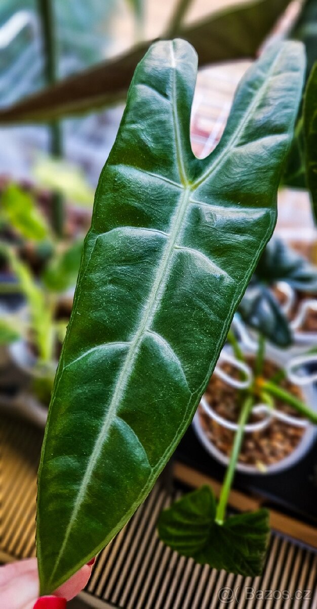 Alocasia Longiloba