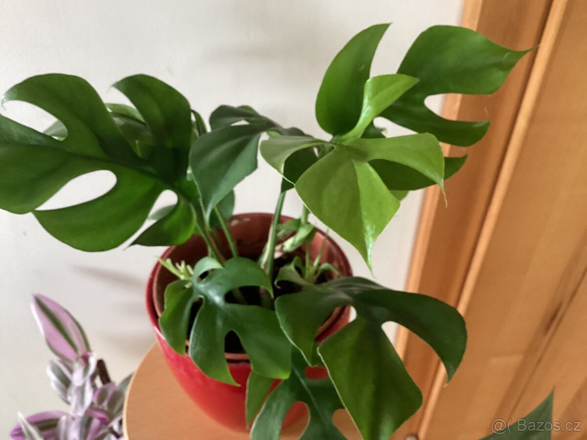 Monstera minima