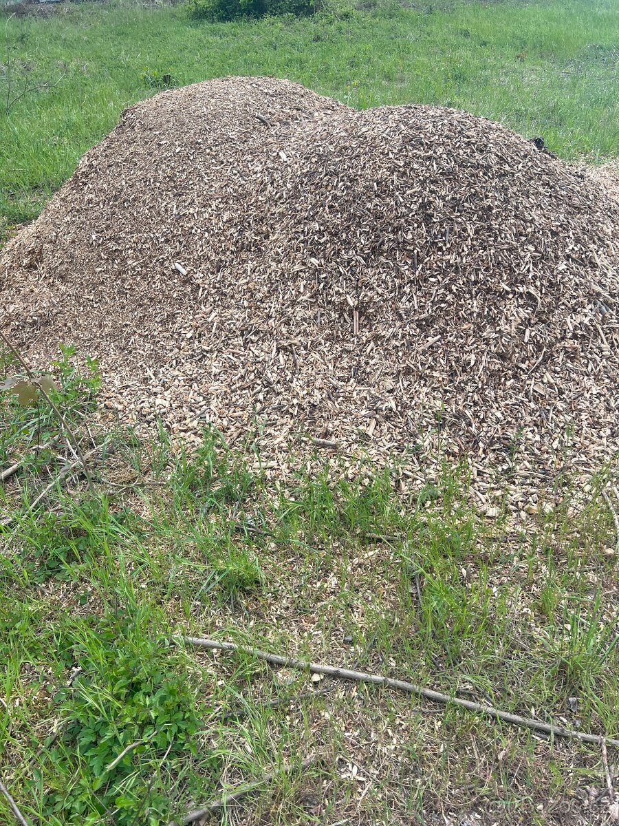 štěpiny Akácie
