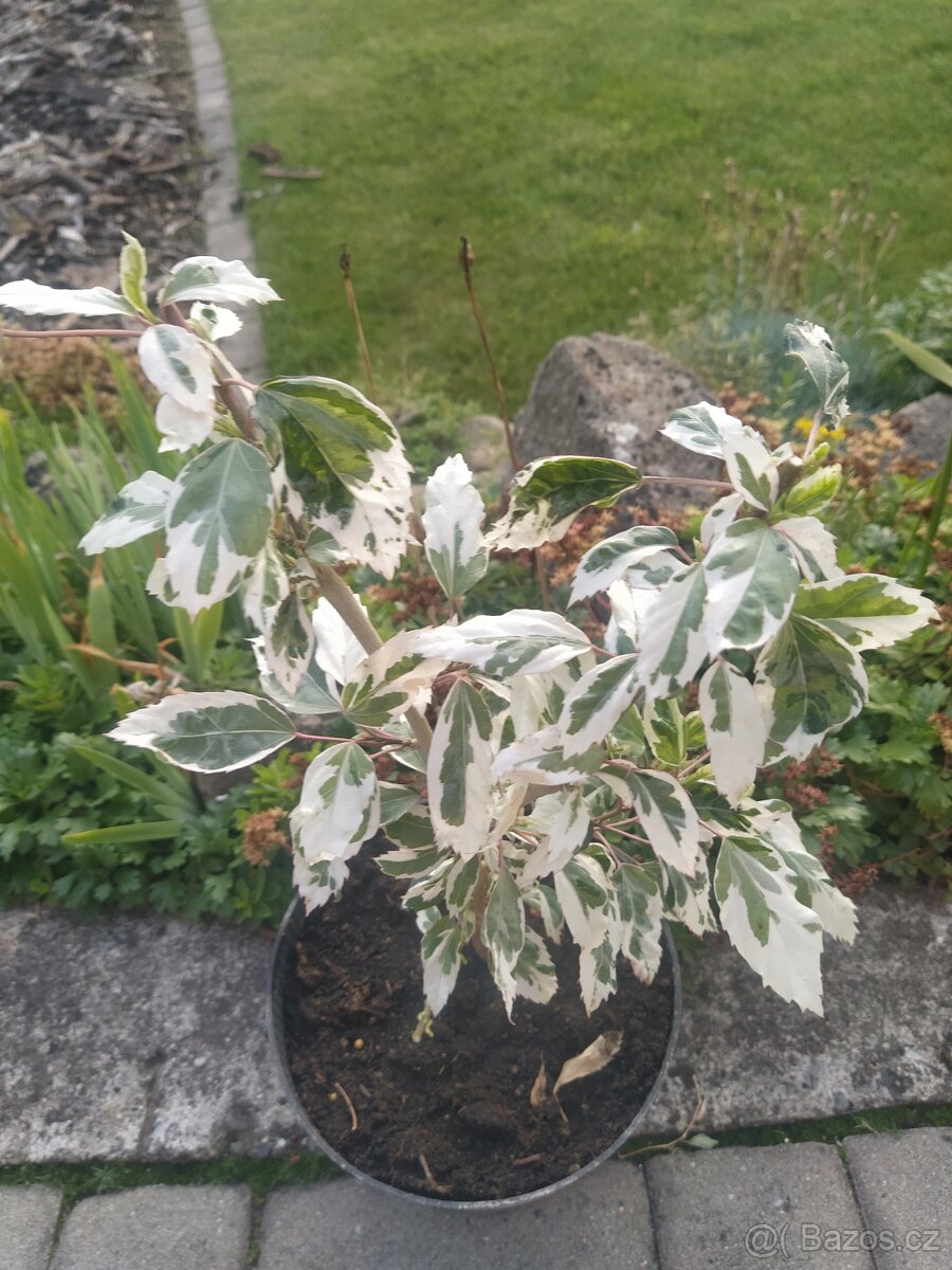 Prodám ibišek Snow Queen