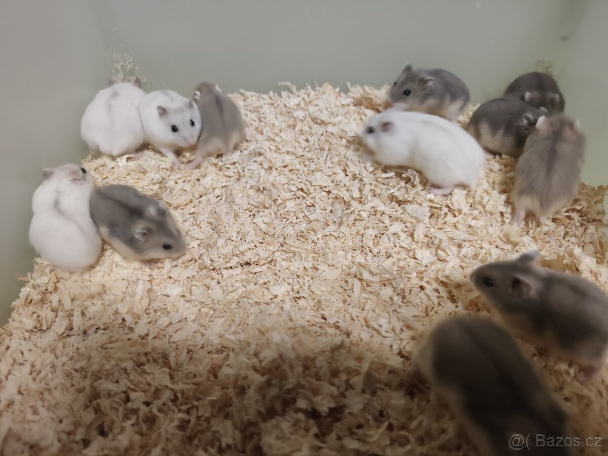 Krečík džungarsky