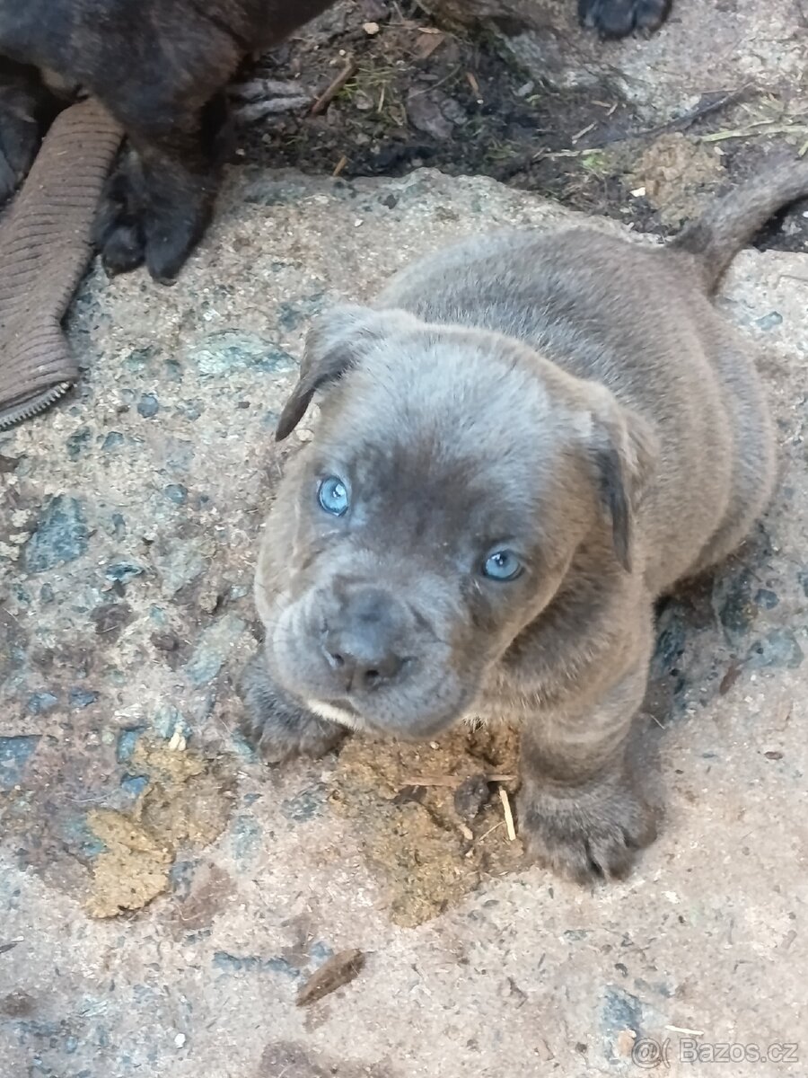 Cane Corso bez PP