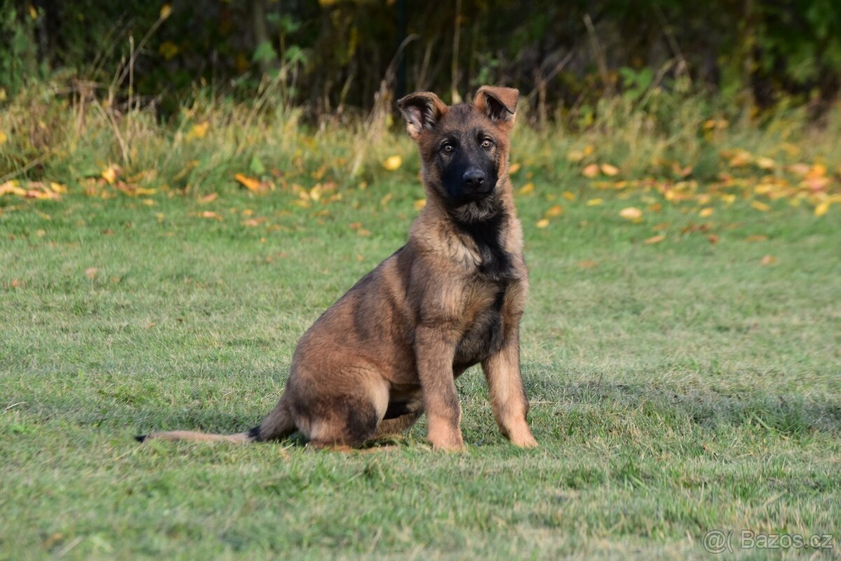 Německý ovčák štěně pes s PP