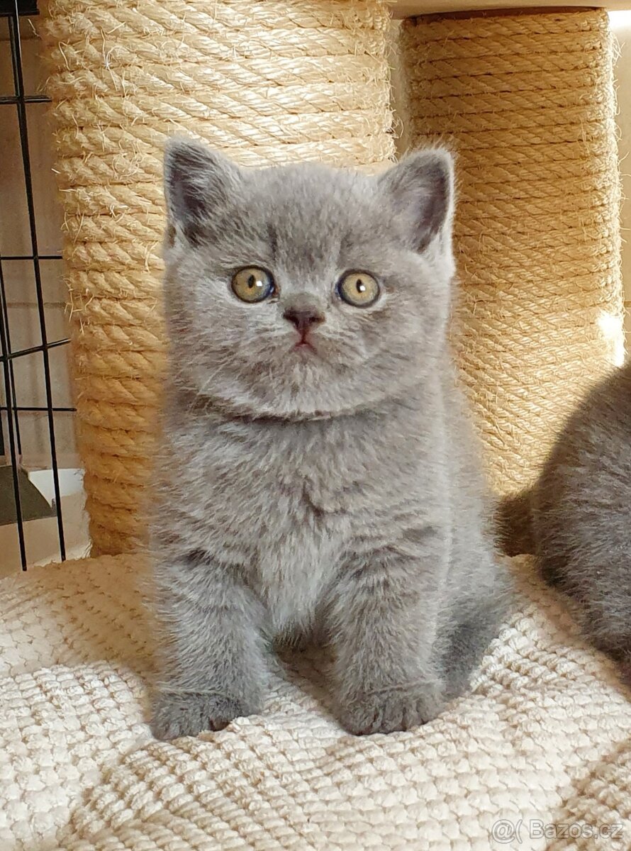 Britská koťata s PP