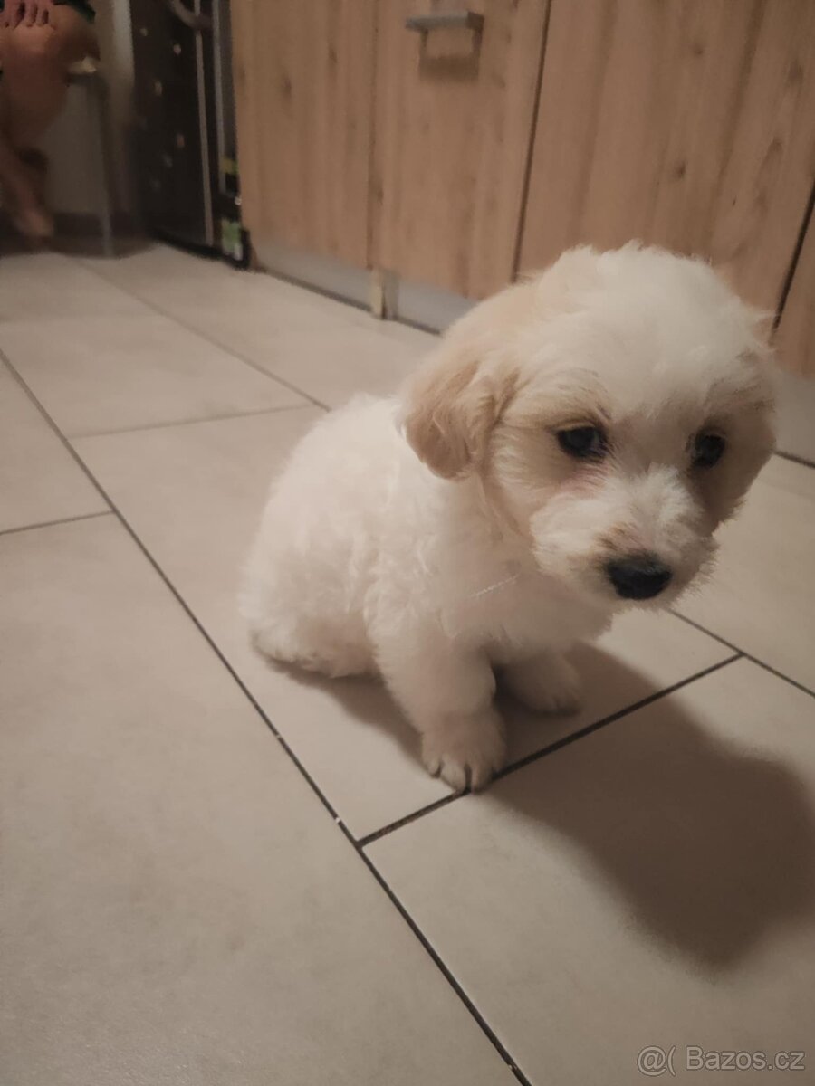 Corgi X maltézský psík