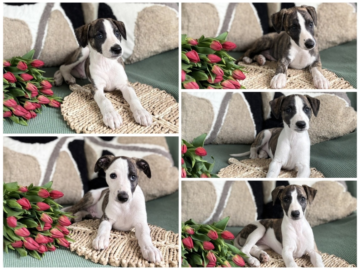 Whippet/vipet štěně s PP FCI