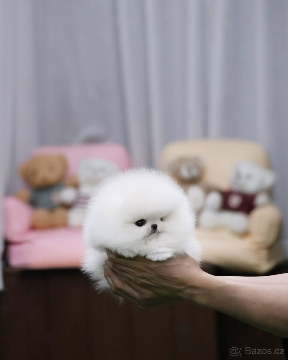 Pomeranian s PP